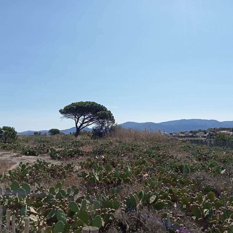 Le Mas Palegry chambres d'hôtes le pin le plus célèbre de Saint Cyprien