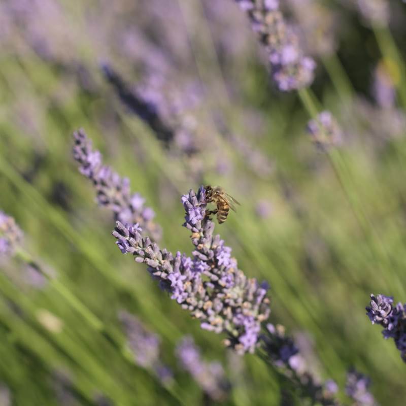 tempImage5ouxhJ-galerie