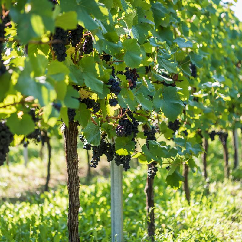 FS_VENDANGES_20_09_15_196-galerie