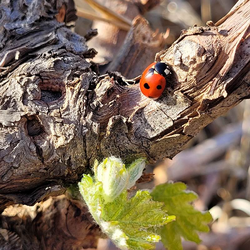 domaine la beille roussillon-galerie