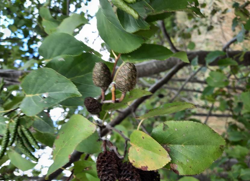 30.08.2026 - Salix cordata 09 Manants