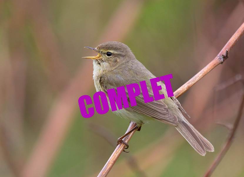 01.05.2026 - Aube des oiseaux ©Gauthier DE GEEST - Copie