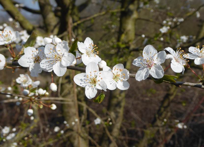 17.05.2026 - Prunus spinoza Prunelier 03 Motte du Manant