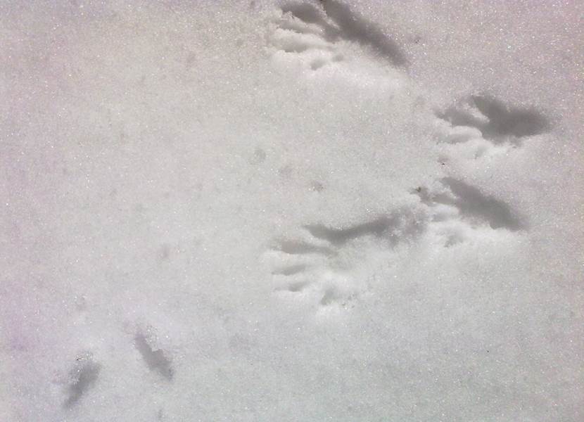 Empreintes d'écureuil dans la neige