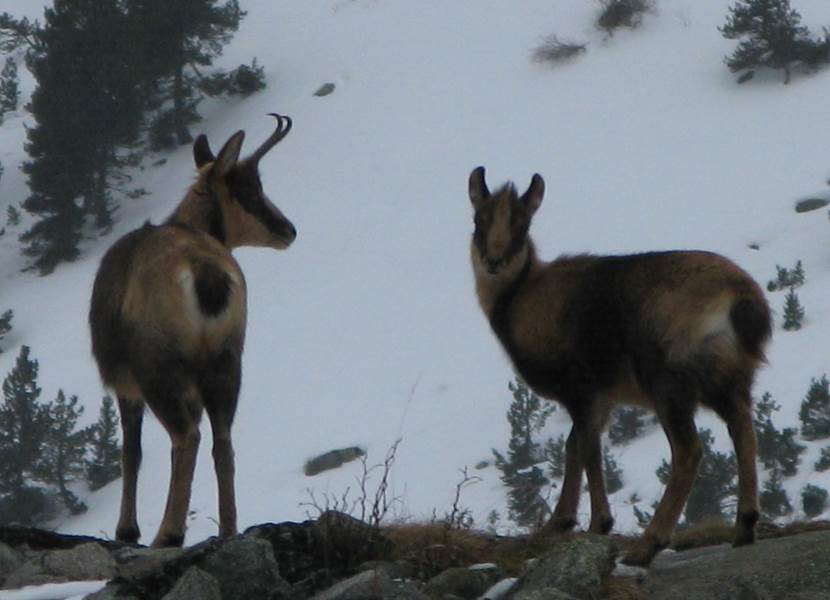 Randonnée à la rencontre des isards et des bouquetins