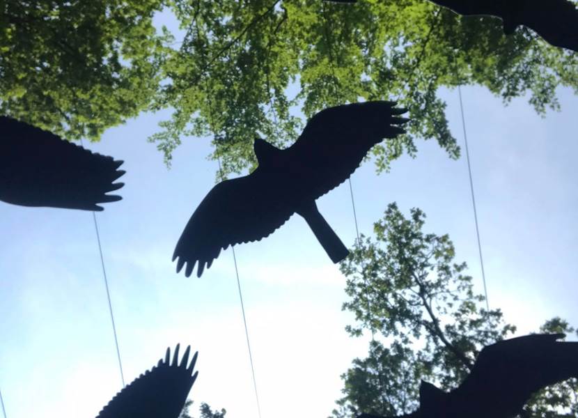 Chlorophylle Parcours cime des arbres