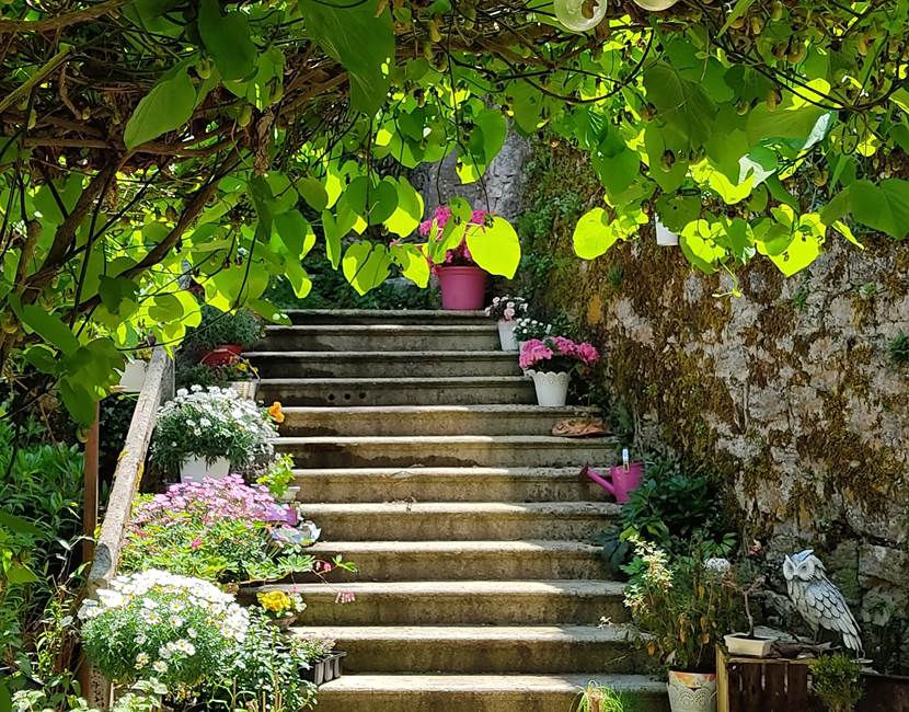 Escalier sous l'Arisotoloche