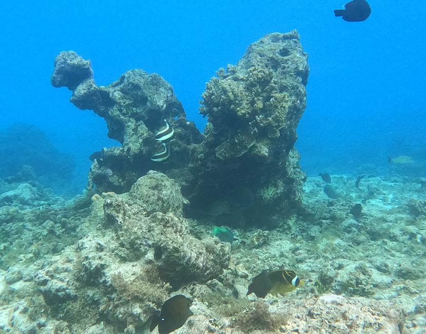 Corail Eloa Tahiti
