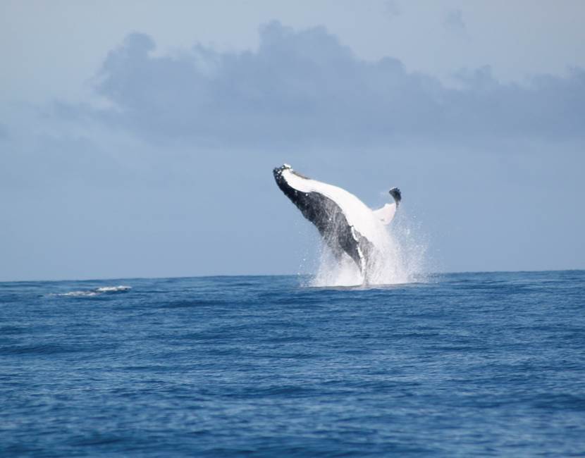 Eloa Tahiti Ocean Tour - Whale, Snorkeling & Sunset