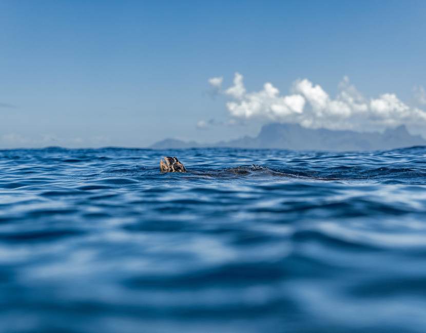 Eloa Tahiti Ocean Tour - Snorkeling & Sunset