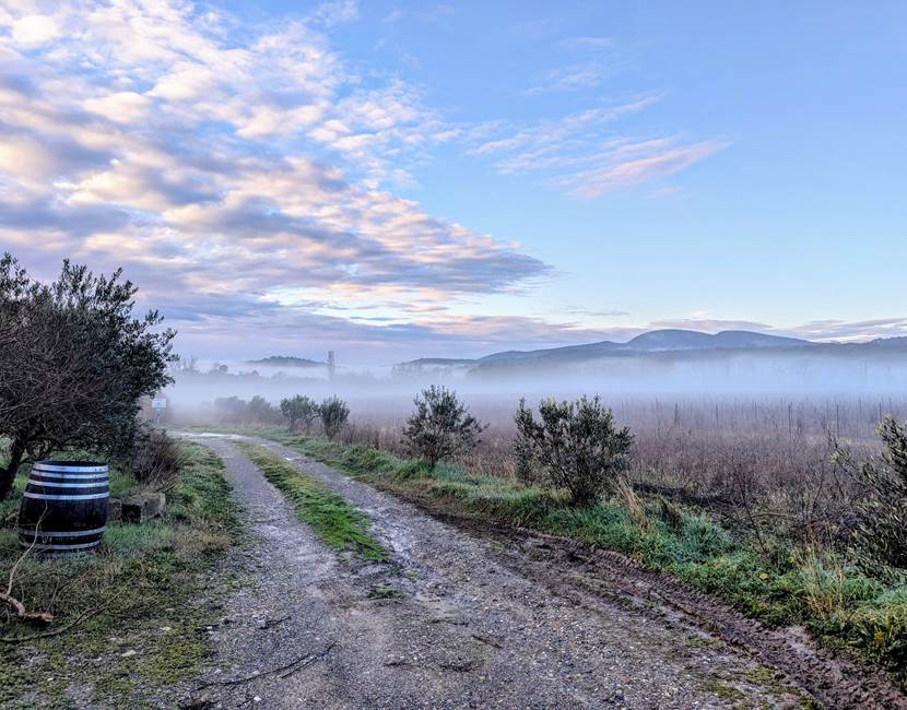 Le Vignoble sous la Brume