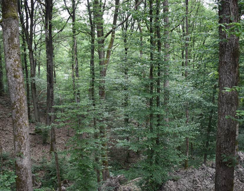 vue sur foret