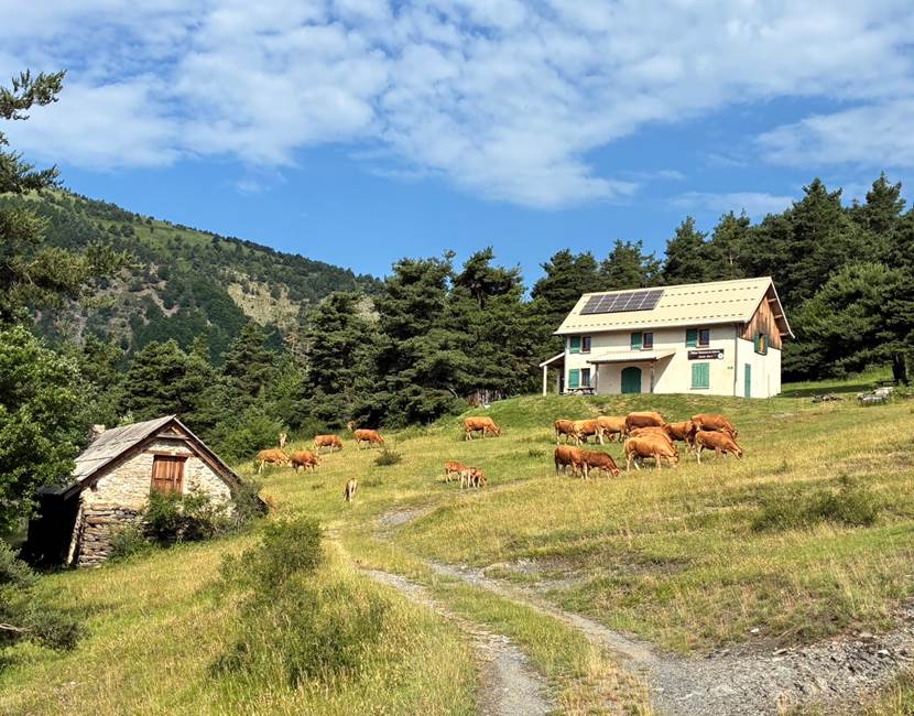 Refuge du cubertin avec les vaches