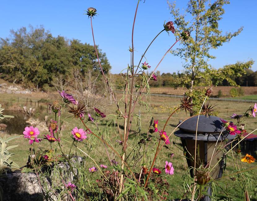 fleurs des champs