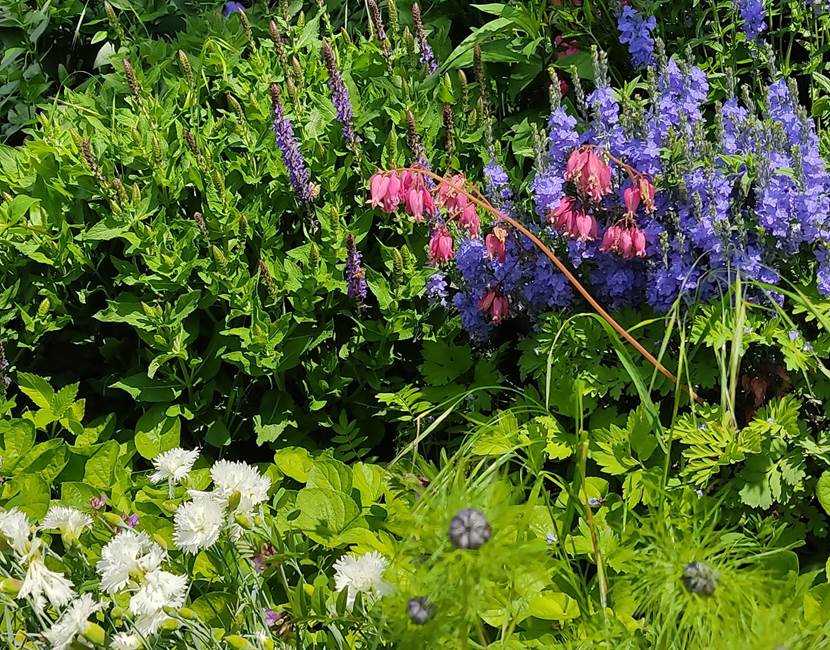 Fleurs du Jardin 2
