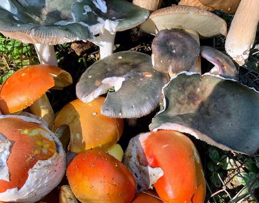 champignons-sauvages-foret-morvan
