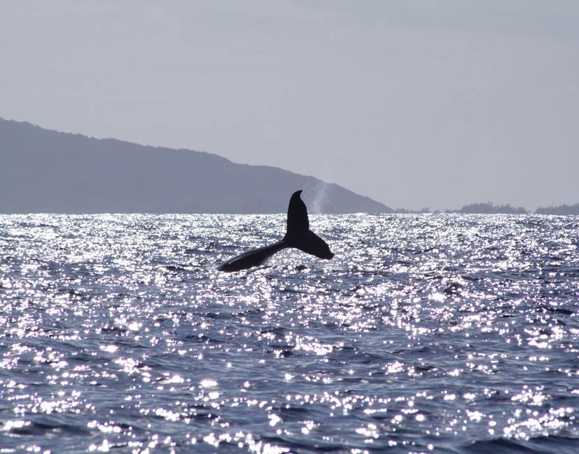 Eloa Tahiti Ocean Tour - Whale, Snorkeling & Sunset