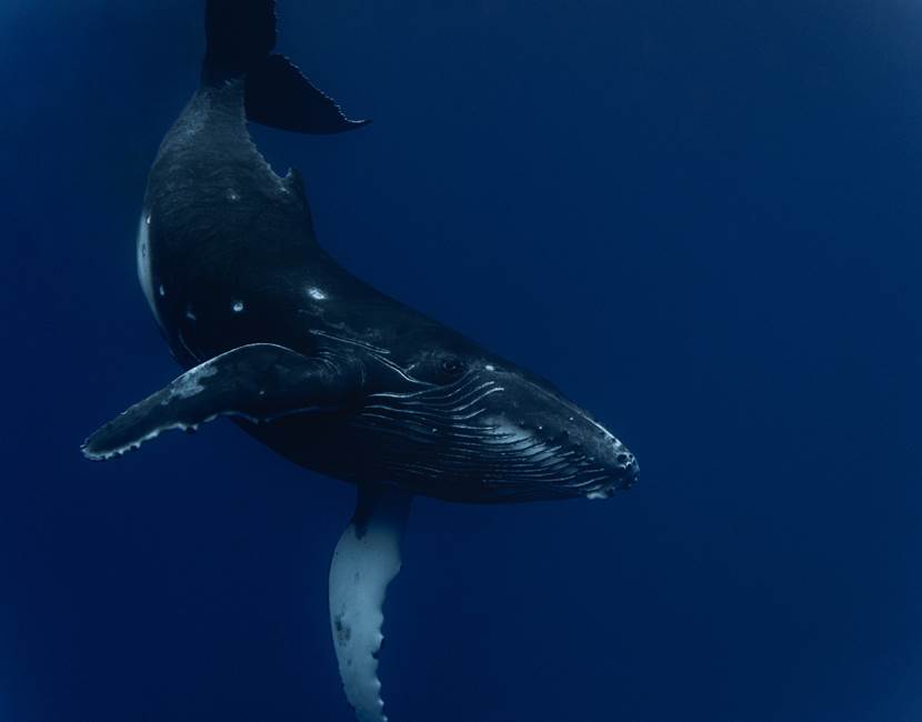 DRX-Photographie-_Baleine_31-10- (3)