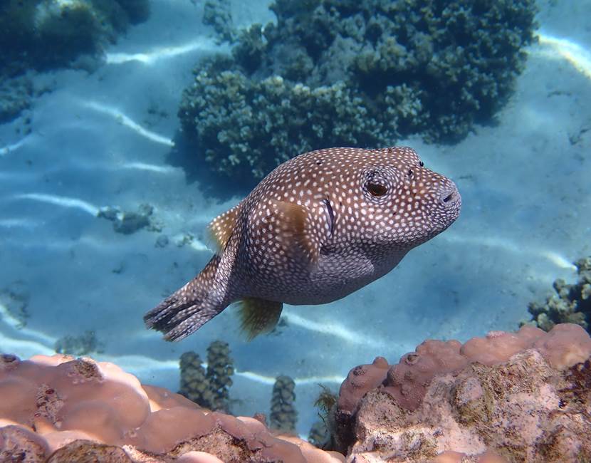 poissons tropicaux