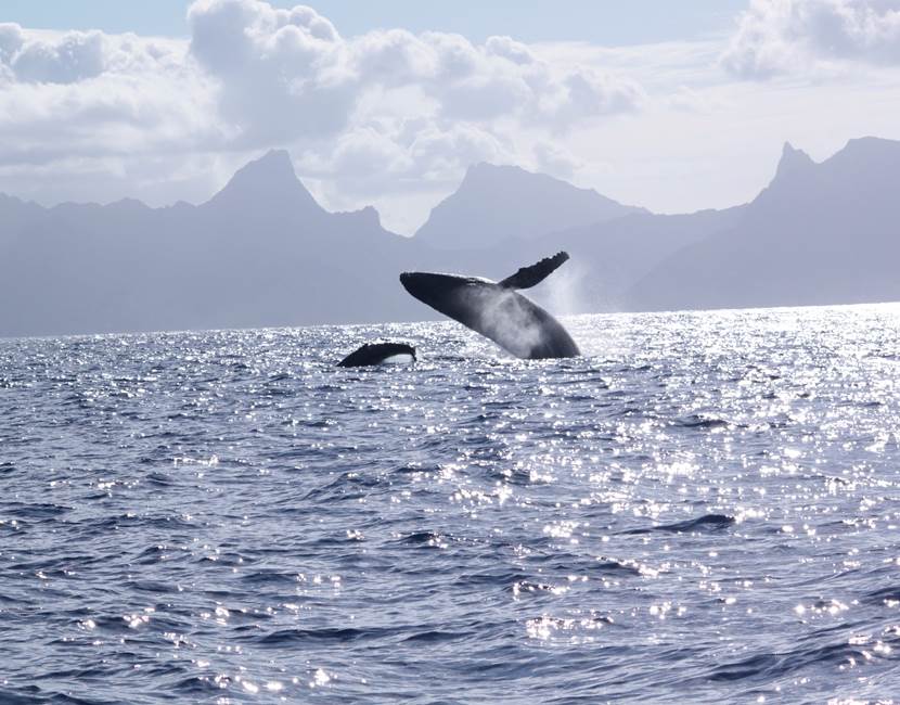 Eloa Tahiti Ocean Tour - Whale, Snorkeling & Sunset