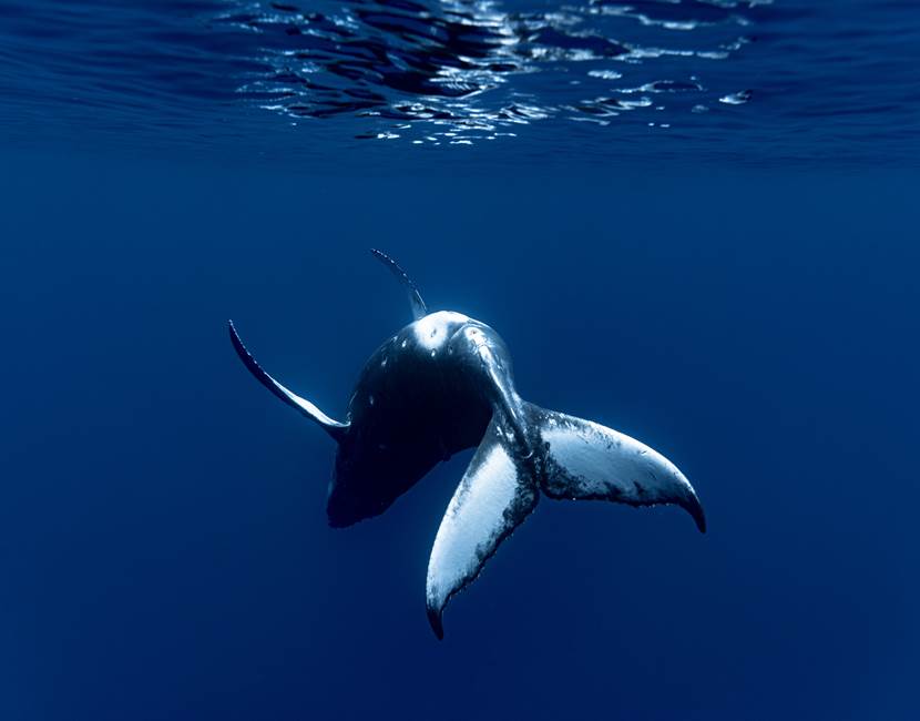 DRX-Photographie-_Baleine_31-10- (5)