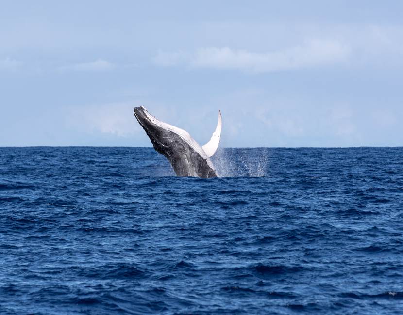 DRX-Photographie-__baleine-51