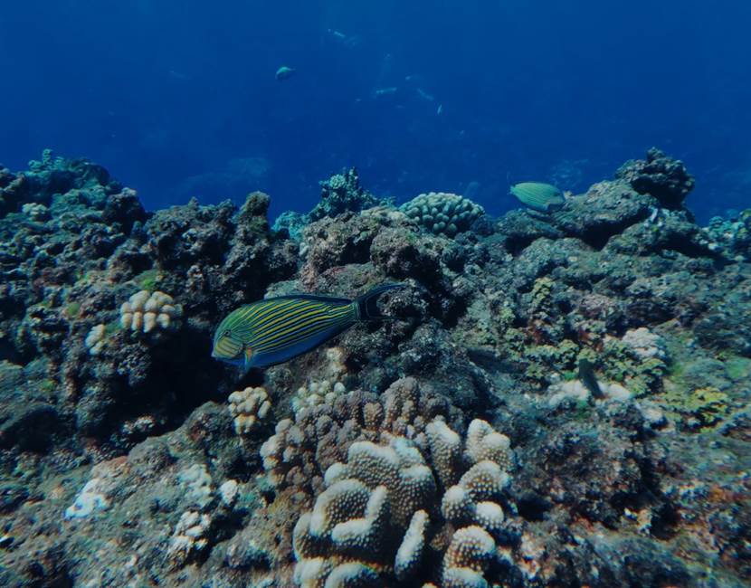 POISSON LAGON