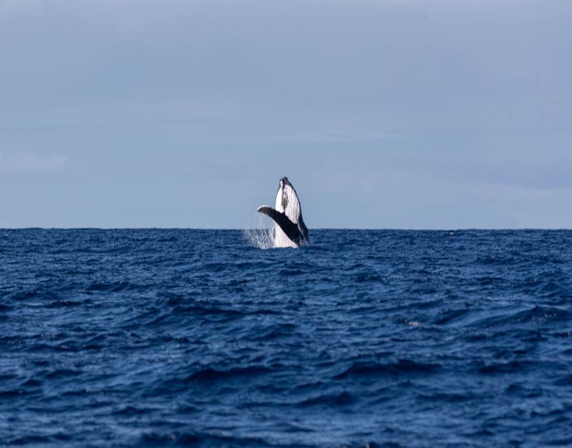 DRX-Photographie-__baleine-33