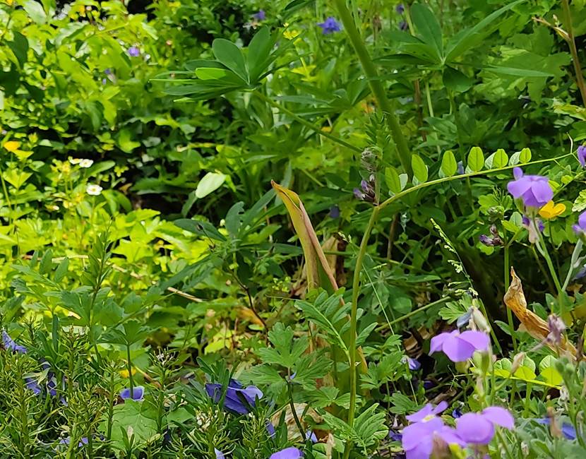 Fleurs jardin 1