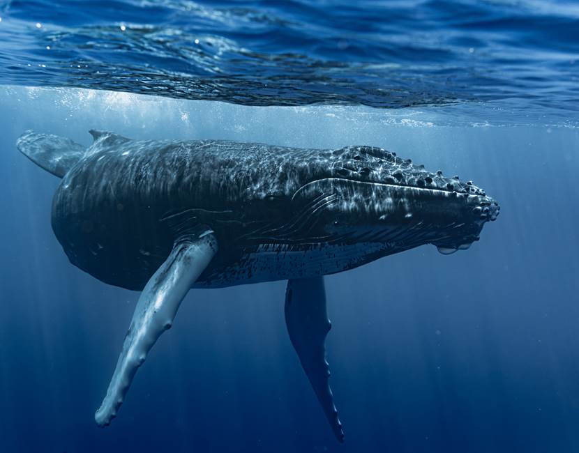 DRX-Photographie-_baleine_Day-12