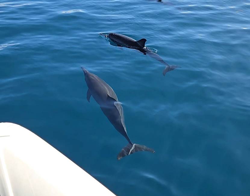 dauphins tahiti