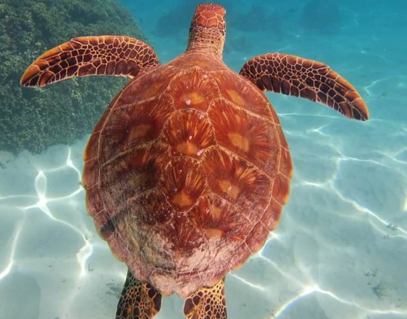 tortues
