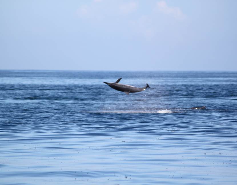 Saut de dauphin spinner