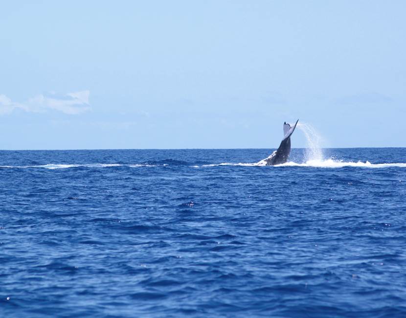 Eloa Tahiti Ocean Tour - Whale, Snorkeling & Sunset