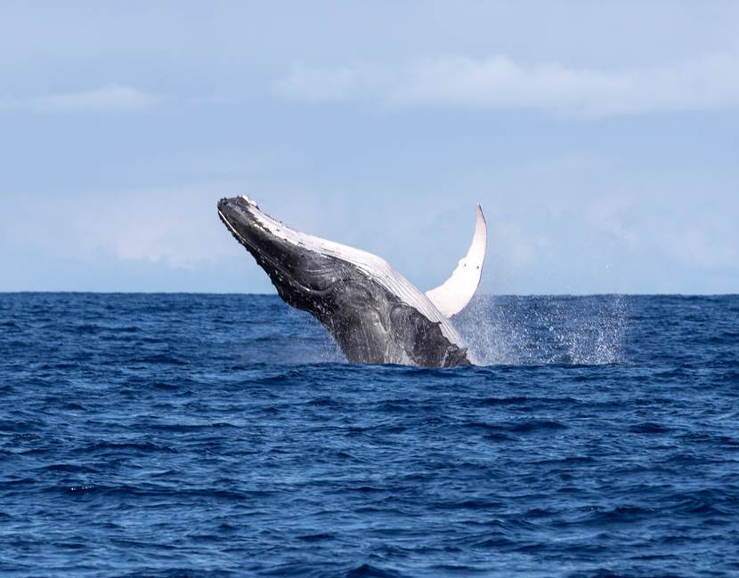 baleine saut a distance