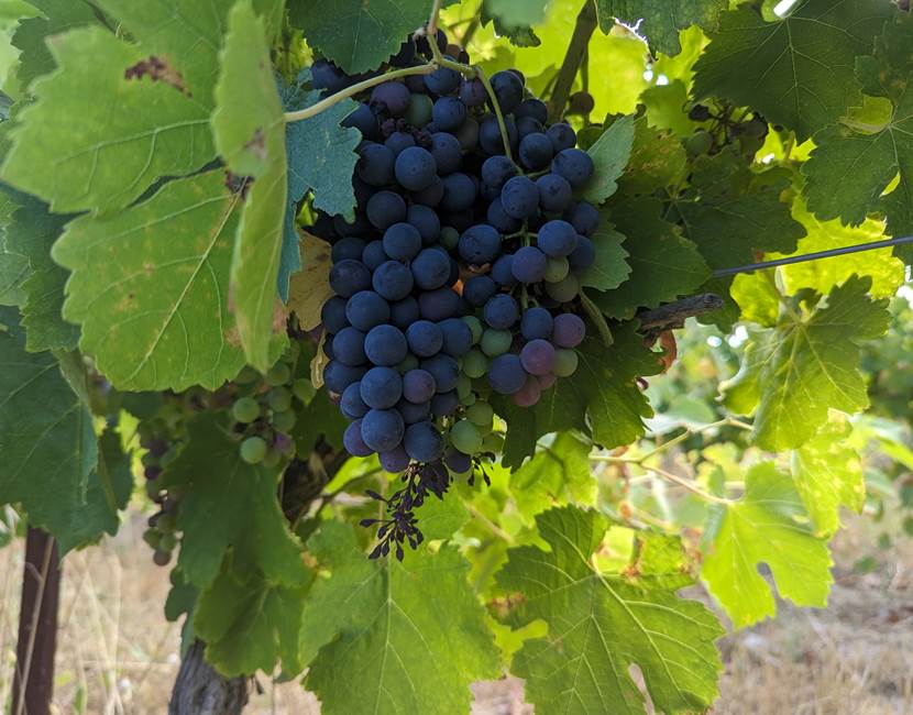 Syrah