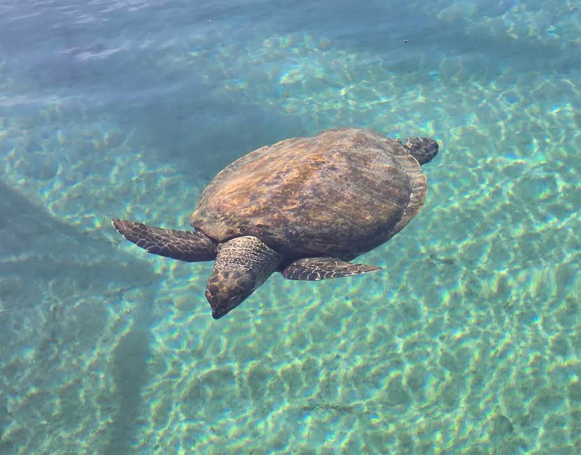 tortue verte