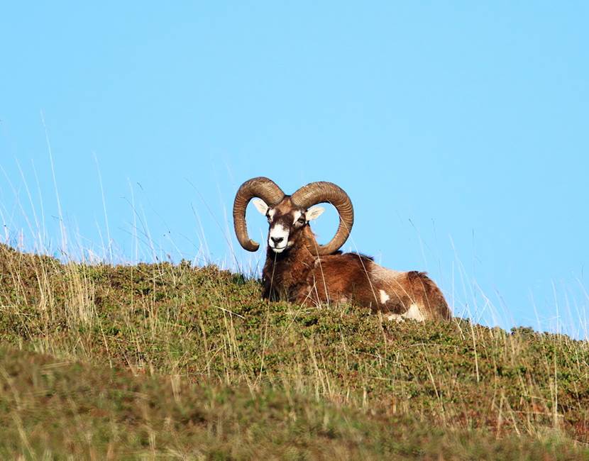 mouflons 