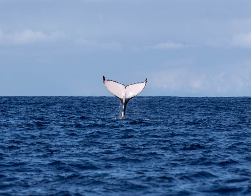 DRX-Photographie-__baleine-55