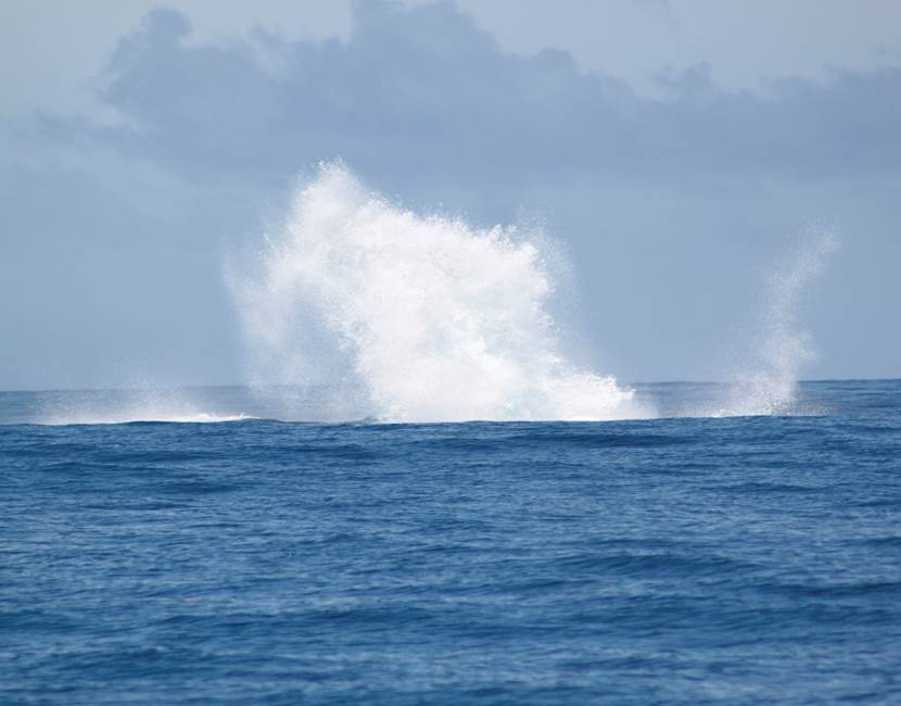 Eloa Tahiti Ocean Tour - Whale, Snorkeling & Sunset
