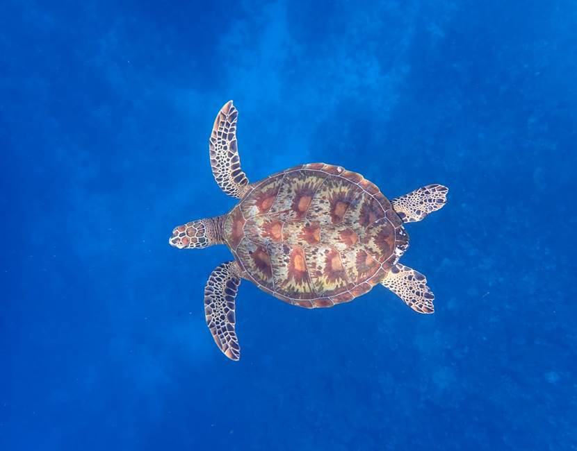 tortue d'ocean Eloa Tahiti