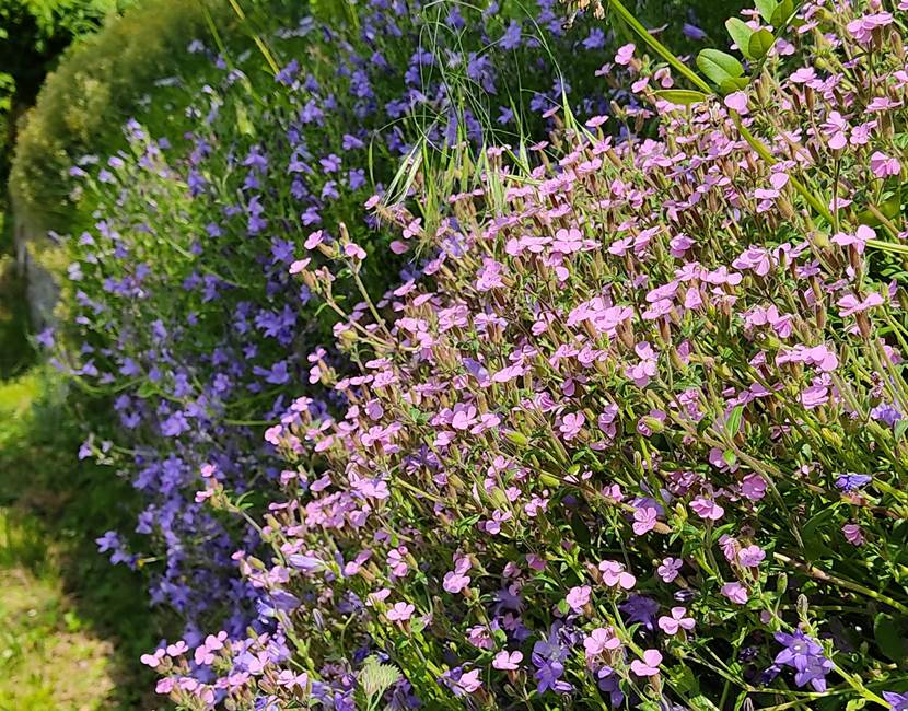 Fleurs du Jardin 4