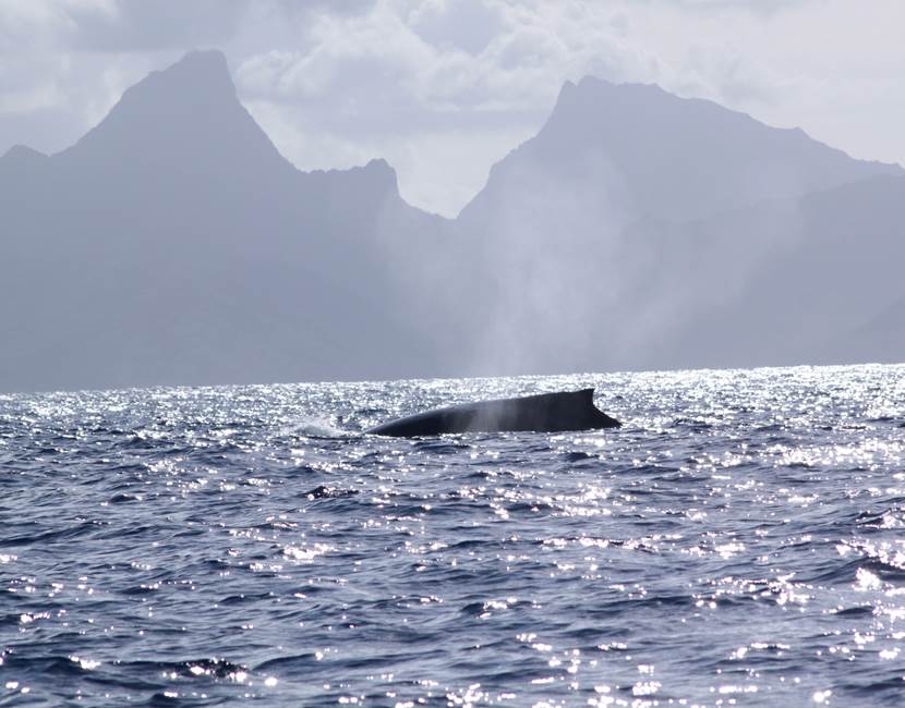 Eloa Tahiti Ocean Tour - Whale, Snorkeling & Sunset