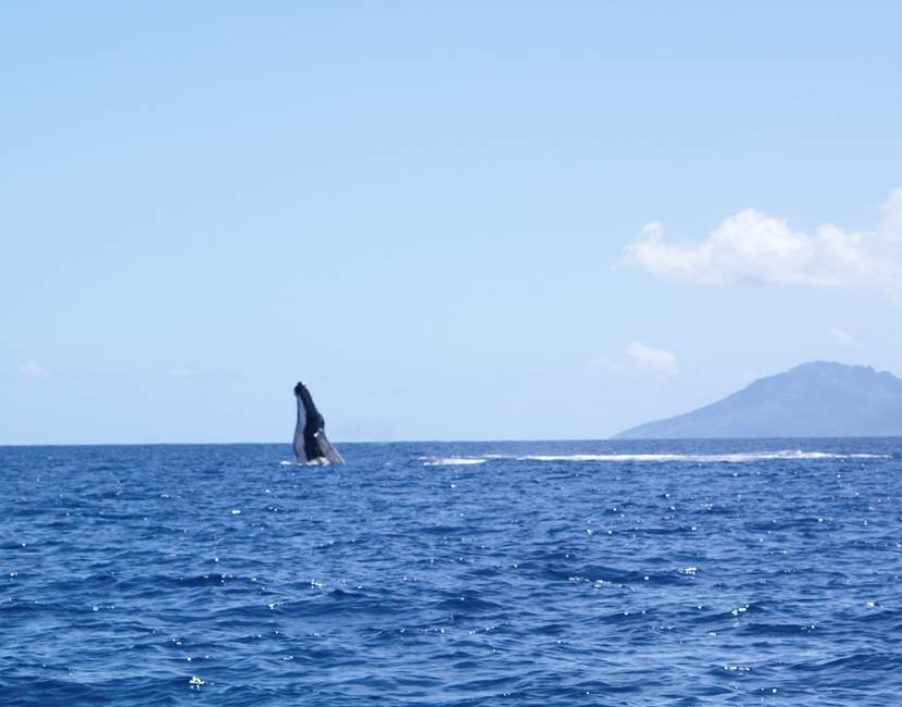 Eloa Tahiti Ocean Tour - Whale, Snorkeling & Sunset