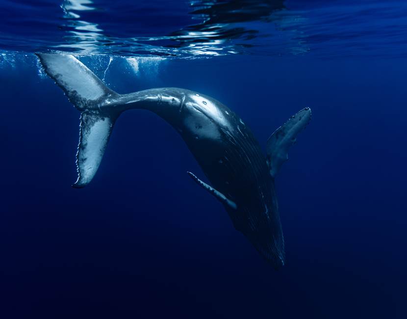 DRX-Photographie-_Baleine_31-10- (1)