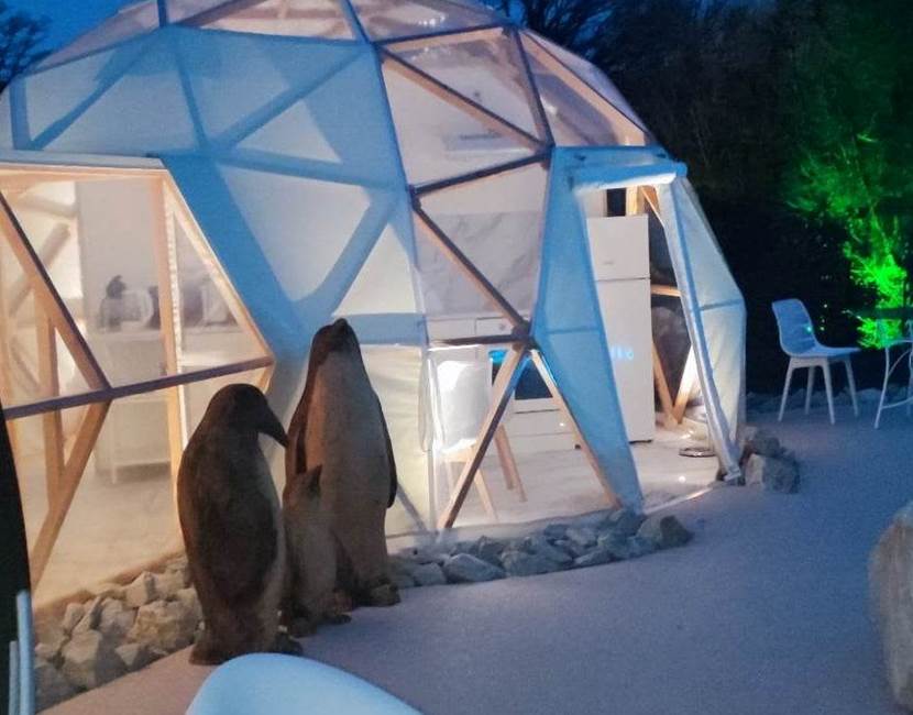 Lodge Igloo terrasse