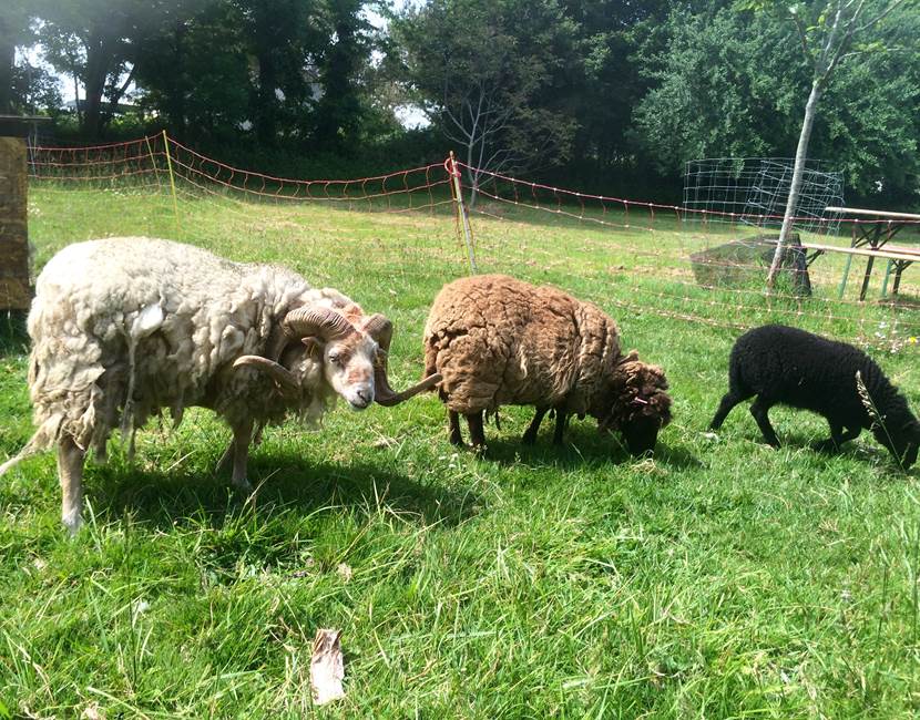 les animaux des logis de Kerdrien