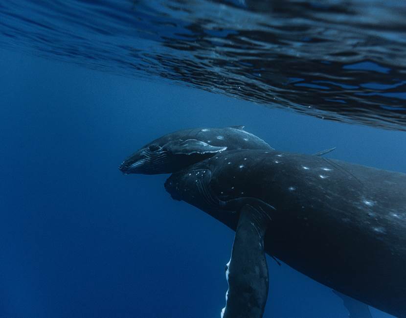 DRX-Photographie-_Baleine_31-10-