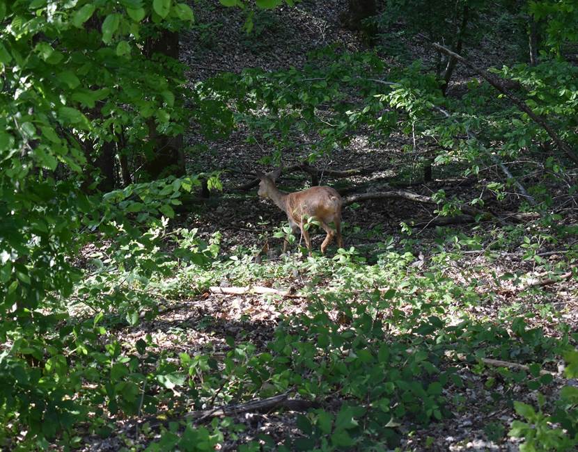 biche