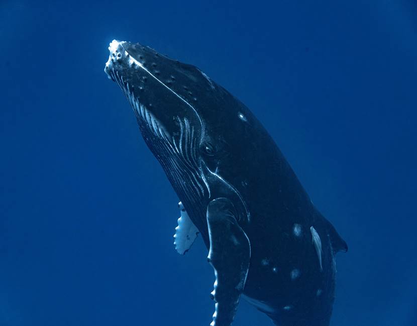 DRX-Photographie-_Baleine_31-10- (4)